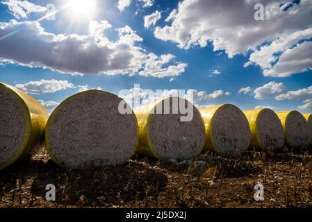 Balle rotonde di cotone raccolto avvolte in plastica gialla seduta sul campo in una giornata di sole con nuvole Foto Stock