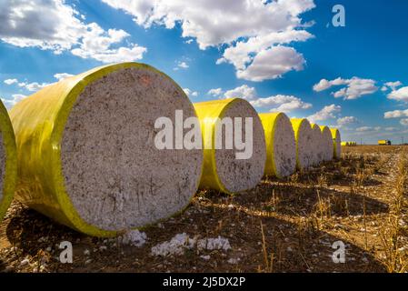 Balle rotonde di cotone raccolto avvolte in plastica gialla seduta sul campo in una giornata di sole con nuvole Foto Stock