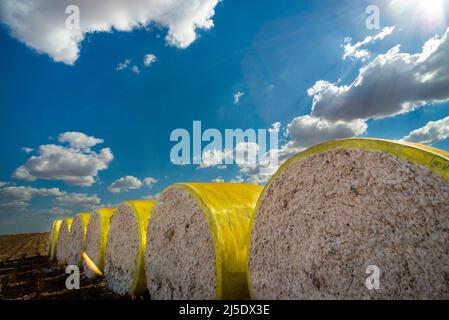 Balle rotonde di cotone raccolto avvolte in plastica gialla seduta sul campo in una giornata di sole con nuvole Foto Stock