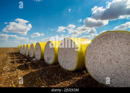 Balle rotonde di cotone raccolto avvolte in plastica gialla seduta sul campo in una giornata di sole con nuvole Foto Stock