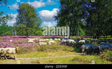 Vista pittoresca su allevamento di pecore che pascola in glade di foresta olandese brughiera con fiore viola erica piante (Ericaceae) - Venlo, Paesi Bassi, Foto Stock