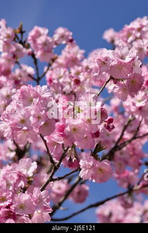 Rami di belle fiori di ciliegio rosa (sakura), cielo blu, Springtime Foto Stock