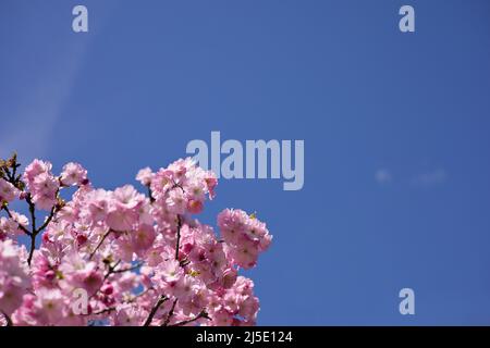 Rami di fiori di ciliegio rosa (sakura) sull'albero sotto il cielo blu senza nuvole Foto Stock