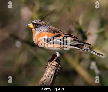 Maschio Brambling, Fringilla Montifringilla, arroccato su un ramoscello. Preso a Blashford Lakes UK Foto Stock