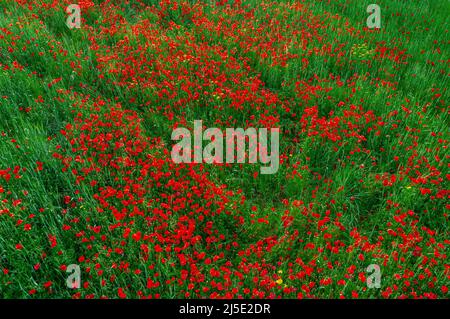 Poppy campo vista dall'alto, erba e fiori astratto sfondo natura Foto Stock