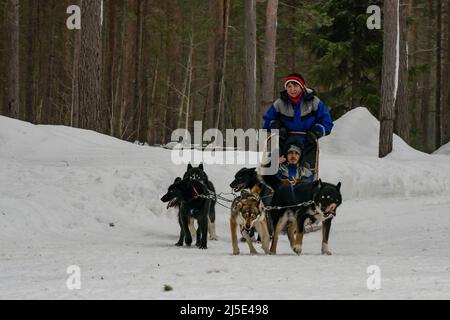 Rovaniemi, Finlandia - 18th marzo 2022: Un gruppo di cani, che tirano una slitta con i turisti su di essa, in una foresta innevata di abeti in un buio giorno d'inverno. Foto Stock