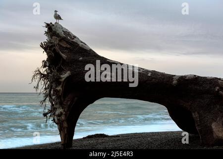 WA21437-00...WASHINGTON - Seagull si erge su un massiccio vecchio albero bagnato sulle rive di Rialto Beach nel Parco Nazionale Olimpico. Foto Stock