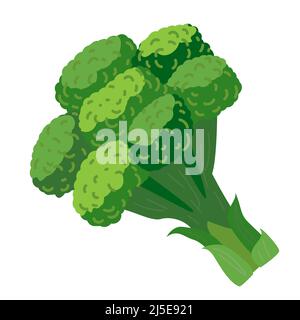 Illustrazione del vettore dei broccoli. Elemento vegetale di Broccoli verde in stile cartone animato isolato su bianco. Illustrazione Vettoriale