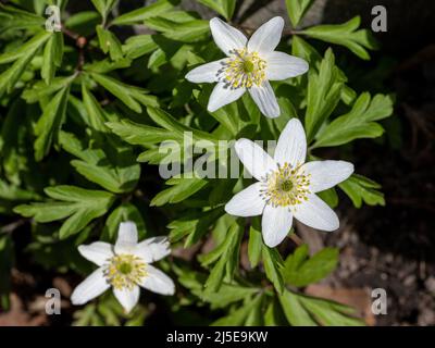 Primi piani di anemone in legno che fiorisce nel parco cittadino di Åbackarna Norrköping, Svezia, nell'aprile 2022. Foto Stock