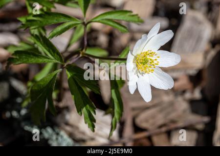 Primi piani di anemone in legno che fiorisce nel parco cittadino di Åbackarna Norrköping, Svezia, nell'aprile 2022. Foto Stock