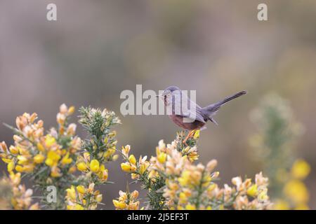 Il Warbler di Dartford è un tipico Warbler proveniente dalle parti più calde dell'Europa occidentale e dell'Africa nordoccidentale. Foto Stock