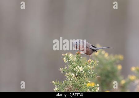 Il Warbler di Dartford è un tipico Warbler proveniente dalle parti più calde dell'Europa occidentale e dell'Africa nordoccidentale. Foto Stock