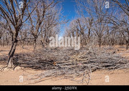 Artesia, New Mexico - potatura di alberi di pecan a fine inverno nel deserto del New Mexico. Gli alberi affamati d'acqua stanno crescendo nel mezzo di un grave dought io Foto Stock