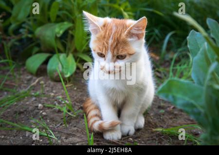 Il gattino è seduto in giardino. Foto Stock