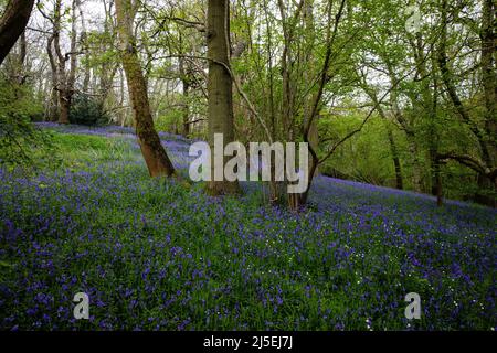 Sulham, Regno Unito. 22nd aprile 2022. Le campane inglesi sono raffigurate a Sulham Woods. Il Regno Unito ospita oltre la metà della popolazione mondiale di bluebell, divisa tra il bluebell nativo inglese o britannico (Hyacinthoides non-scripta) trovato in Sulham Woods, che è protetto dal Wildlife and Countryside Act del 1981, e il bluebell spagnolo a rapida diffusione (Hyacinthoides hispanica). Credit: Mark Kerrison/Alamy Live News Foto Stock