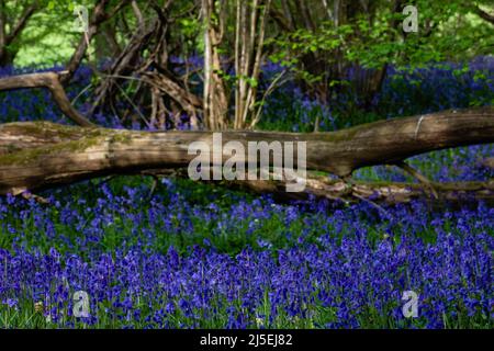 Sulham, Regno Unito. 22nd aprile 2022. Le campane inglesi sono raffigurate a Sulham Woods. Il Regno Unito ospita oltre la metà della popolazione mondiale di bluebell, divisa tra il bluebell nativo inglese o britannico (Hyacinthoides non-scripta) trovato in Sulham Woods, che è protetto dal Wildlife and Countryside Act del 1981, e il bluebell spagnolo a rapida diffusione (Hyacinthoides hispanica). Credit: Mark Kerrison/Alamy Live News Foto Stock