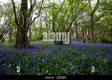 Sulham, Regno Unito. 22nd aprile 2022. Le campane inglesi sono raffigurate a Sulham Woods. Il Regno Unito ospita oltre la metà della popolazione mondiale di bluebell, divisa tra il bluebell nativo inglese o britannico (Hyacinthoides non-scripta) trovato in Sulham Woods, che è protetto dal Wildlife and Countryside Act del 1981, e il bluebell spagnolo a rapida diffusione (Hyacinthoides hispanica). Credit: Mark Kerrison/Alamy Live News Foto Stock