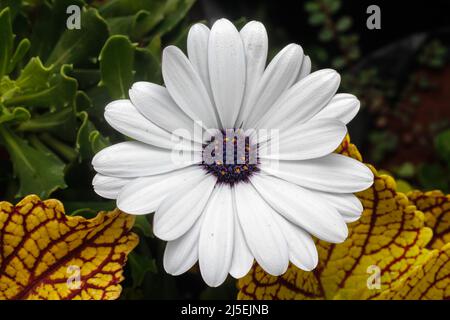 Nairobi, Kenya. 22nd Apr 2022. Un fiore bianco africano Daisy che semina ad un albero lato strada e letto di vivaio lungo Ngong Road Nairobi. La Giornata Mondiale della Terra è stata celebrata con il tema "investire nel nostro pianeta", che chiede alle aziende di passare a pratiche sostenibili per combattere il cambiamento climatico. (Foto di Boniface Muthoni/SOPA Images/Sipa USA) Credit: Sipa USA/Alamy Live News Foto Stock
