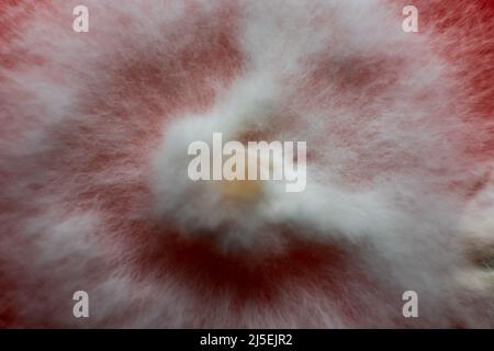 micelio di fungo in una piastra petri su terreno nutriente agar. Foto Stock