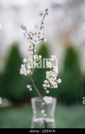 Fiori di ciliegio bianco girano su vaso di vetro in primavera. Fotografia naturalistica minimale Foto Stock