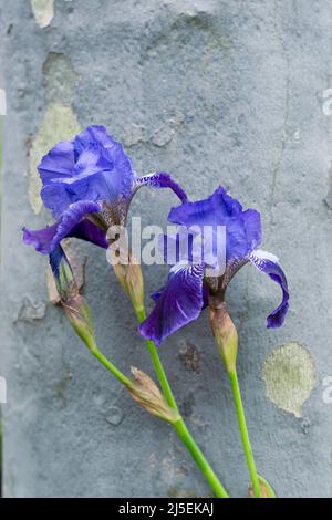 Fiori viola iride su sfondo di legno. Composizione di fiori di primavera blu. Messa a fuoco selettiva Foto Stock