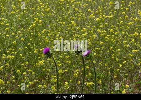 Fiori di spina e senape in fiore al parco del lago Balboa in primavera, Los Angeles, California Foto Stock