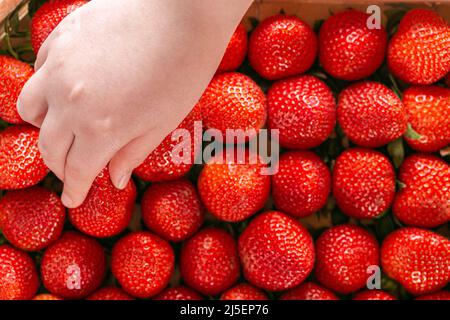 Raccolta di fragole. La mano del bambino prende una fragola da una stagione estiva del box.Berry. Bacche estive Foto Stock