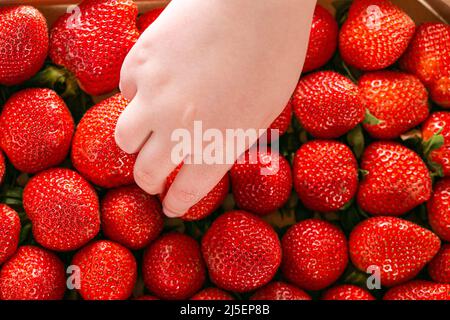 Strawberry box.A mano del bambino prende una fragola da una scatola. Stagione della fragola. Raccolta di fragole Foto Stock