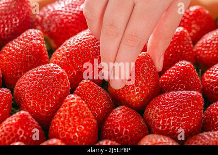 Strawberry box.A mano bambino prende una fragola da una stagione estiva box.Berry. Raccolta di fragole. Foto Stock