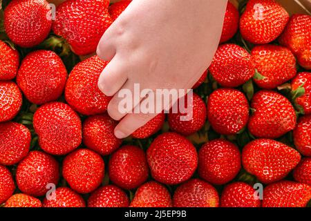 La mano del bambino prende una fragola da una stagione estiva del box.Berry. Fragole Harvest.Summer bacche Foto Stock