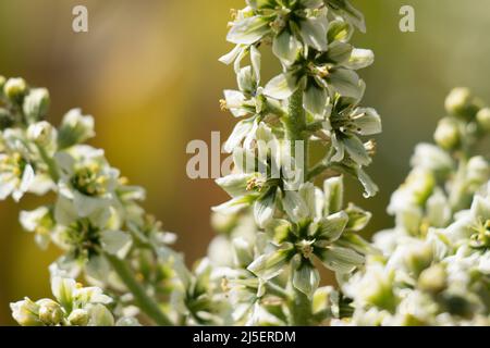 Canicola in fiore bianca infiorescenza di Veratrum Californicum, Melanthiaceae, pianta perenne autoctona dei Monti San Bernardino, estate. Foto Stock