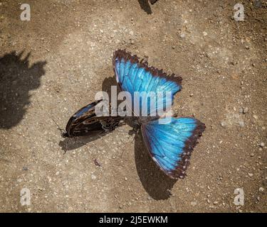 Primo piano di una farfalla di Morpho blu (Morpeo peleides) contro uno sfondo sporco. Foto Stock
