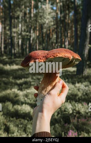 Donna che tiene in mano un grosso fungo commestibile di boleto edulis di fronte ad una pineta Foto Stock