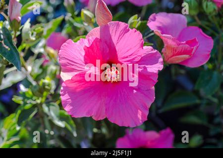 Hibiscus fiore rosa brillante in piena fioritura su un cespuglio o arbusto al sole che mostra la sua resistenza e petali Foto Stock