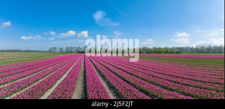 File di tulipani rosa a Flevoland Paesi Bassi Foto Stock