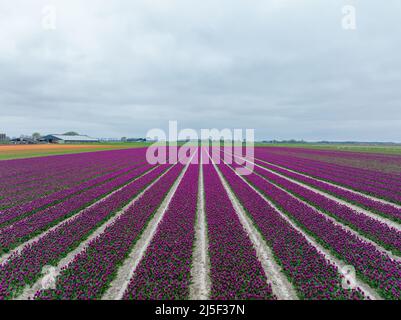 Fila di tulipani viola a Flevoland Paesi Bassi Foto Stock