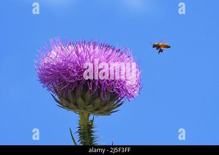 Carciofo, carciofo di cotone, Onopordum cynarocephalum Foto Stock