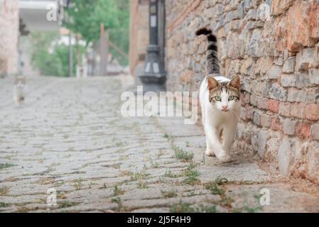 Un gatto senza tetto cammina lungo il marciapiede ad Alanya. Foto Stock