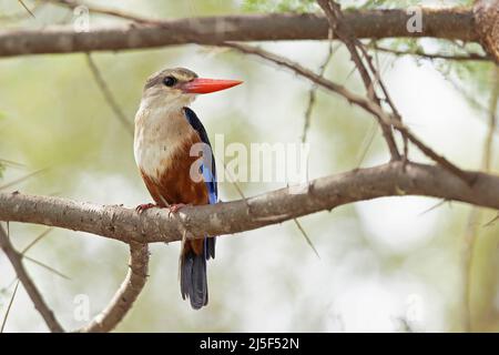 Martin pescatore a testa grigia (Halcyon leucocephala) arroccato su un ramo di albero. Foto Stock