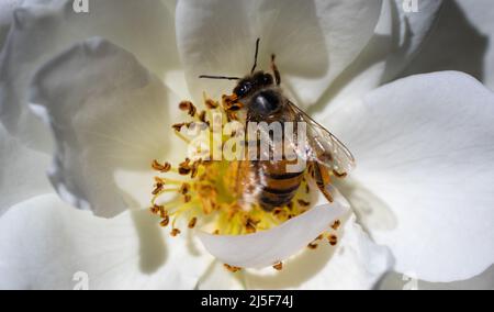 Un'ape di miele africana isolata in una rosa di hite Foto Stock