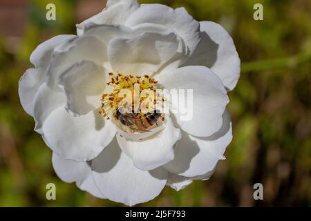 Un'ape di miele africana isolata in una rosa di hite Foto Stock