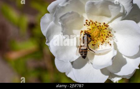 Un'ape di miele africana isolata in una rosa di hite Foto Stock