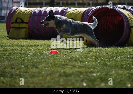 La heeler australiana blu corre veloce attraverso il campo nel parco e ha divertimento all'aperto. Dog in gare di agilità ha esaurito il tunnel speciale e si muove. Foto Stock