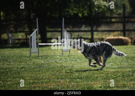 Il blu bruciere australiano corre veloce attraverso il campo nel parco e si diverte all'aperto in estate. Il cane nelle competizioni di agilità si muove ulteriormente in avanti. Foto Stock