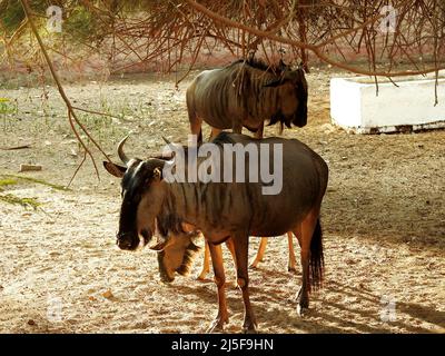 Ritratto di un animale più selvaggio, chiamato anche gnu che sono antilopi del genere Connochaetes e nativi dell'Africa orientale e meridionale. Appartengono Foto Stock