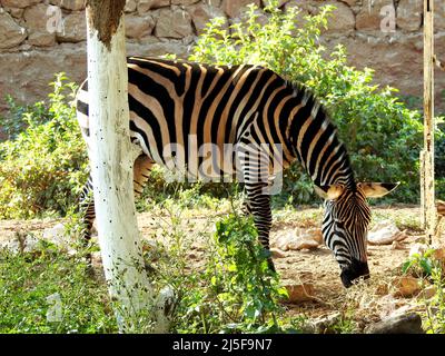 Animale zebra selvatico che mangia in una terra di erba, Zebre sono equini africani con distintivi cappotti a strisce bianche e nere di tre tipi Foto Stock