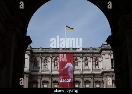 La bandiera Ucraina vola sopra la segnaletica per la mostra Francis Bacon Man and Beast alla Royal Academy il 10th aprile 2022 a Londra, Regno Unito. La Royal Academy of Arts è un'istituzione d'arte con sede a Burlington House a Piccadilly. Fondata nel 1768, ha una posizione unica come istituzione indipendente, finanziata privatamente, guidata da artisti e architetti eminenti. Foto Stock