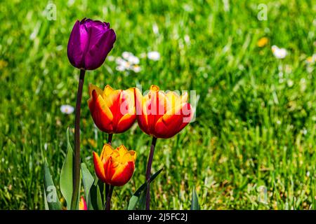 Colorati fiori di tulipano isolati di fronte ad un prato verde in primavera contro la luce Foto Stock