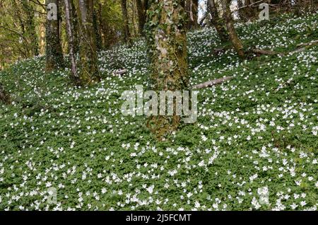 Anemoni in legno Anemoniodes nemorosa fiori che crescono su un vecchio pavimento in legno Foto Stock