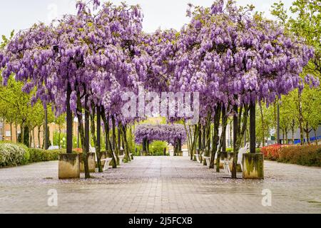 Alberi spettacolari pieni di fiori in un parco pubblico della città. Foto Stock